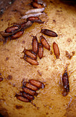 Fruit fly larvae infesting a potato