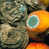 Peaches covered in fungal growth
