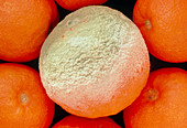 Orange covered with greenish mould