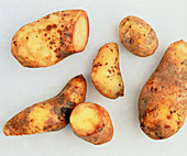 Potatoes with mould,Phytophthora infestans