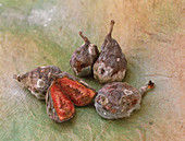 Mouldy figs