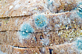 Mouldy bread