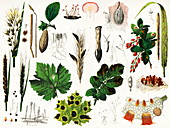 Plant diseases,historical artwork