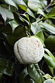 Camellia gall