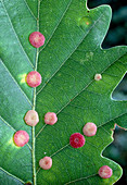 Pink galls on an oak leaf