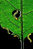 Sawfly caterpillars feeding on leaf