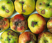 Apple scab fungus infection