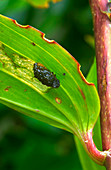 Lily beetle pest