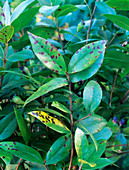 Myrtle leaf spot