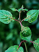 Capsid-damaged Fuchsia leaves