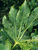 Insect damage to Fatsia japonica leaf