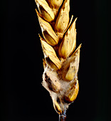 Fusarium fungus growing on wheat