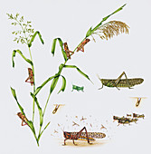 Desert locust and millet plant