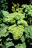 Gall mites on redcurrant leaves