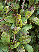 Fungal leaf spot on Magnolia