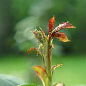 Greenfly on rose stem