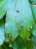 Vine weevil damage to leaves