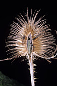 Tortricoid moth larva