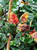Mahonia rust (Cumminsiella mirabilissima)