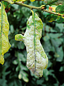Powdery mildew on Oak leaves