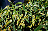 Wheat suffering from rust