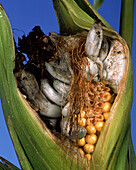 Maize damage by corn smut fungus