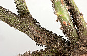 Slime mould on rose