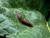 Large black slug on rhubarb leaf