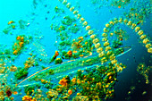 Desmid alga,Closterium acerosum