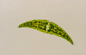 Single-celled freshwater alga,Closterium