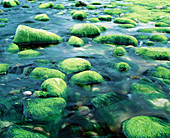 Green algae in estaurine tidal zone