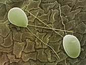 Chlamydomonas sp. algae,SEM