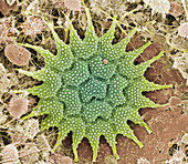 Pediastrum alga,SEM