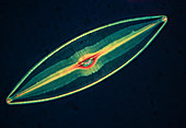 LM of a diatom alga,Caloneis permagna