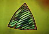 LM of the diatom alga,Triceratium latus