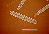 Diatom algae,Pinnularia major