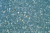 Assorted diatoms,single-celled algae