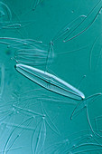 Diatoms,single-celled algae