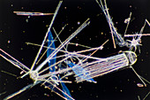 LM of Antarctic marine diatom