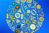 Different seawater diatoms