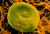 Unidentified diatom alga