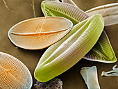 Diatoms,SEM