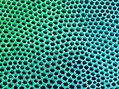 Diatom cell wall,SEM