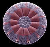 Diatom,SEM