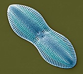 Diatom,SEM