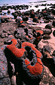 Stromatolite structs found at Shark Bay,