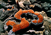 Stromatolite found at Shark Bay