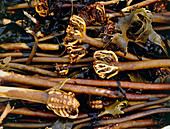 Kelp washed up on shore