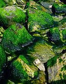 Seaweed-covered rocks,Dorset,England