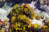 Carrageen red seaweed
